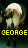 Horse's Butt